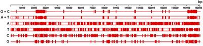 Structure and Phylogeny of the Curly Birch Chloroplast Genome